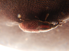 Dryophthorinae
