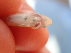 Pomatoschistus microps