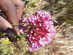 Centranthus