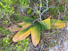 Brunsvigia orientalis