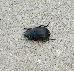 Ablattaria laevigata