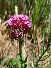 Centranthus
