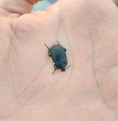 Ablattaria laevigata