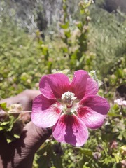 Anisodontea scabrosa