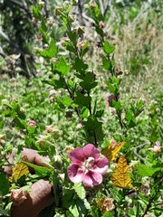 Anisodontea scabrosa