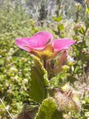 Anisodontea scabrosa