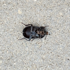 Ablattaria laevigata