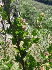 Anisodontea scabrosa