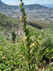 Anisodontea scabrosa