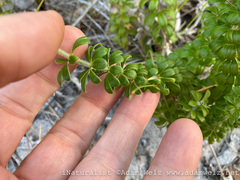 Galium tomentosum