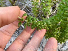 Galium tomentosum