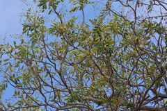 Simarouba versicolor