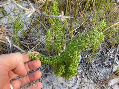 Galium tomentosum