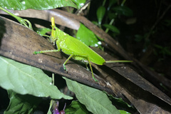 Copiphora cultricornis