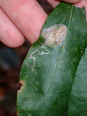 Parectopa bumeliella