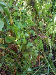 Urtica dioica