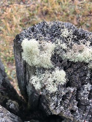 Cladonia subtenuis
