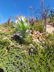Leucadendron argenteum