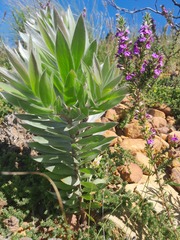 Leucadendron argenteum