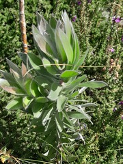 Leucadendron argenteum