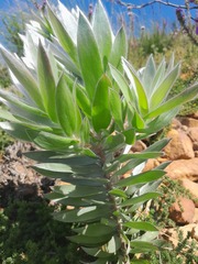 Leucadendron argenteum