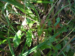 Magnoliopsida