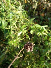 Rabdophaga rosaria