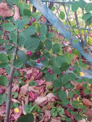 Cotoneaster fangianus