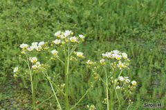 Senecio bonariensis