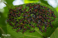 Dysdercus decussatus