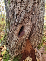 Fistulina hepatica