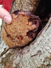 Fistulina hepatica
