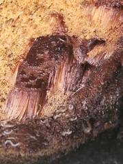 Fistulina hepatica