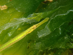 Syngnathus typhle