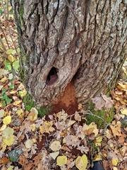 Fistulina hepatica