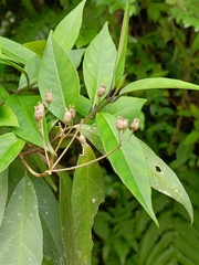 Hydrangea chinensis
