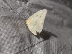 Phoebis agarithe agarithe
