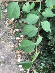 Celtis biondii