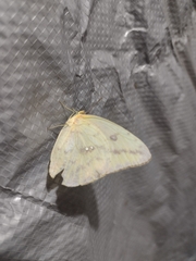 Phoebis agarithe agarithe