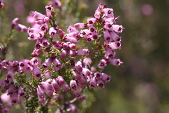 Erica australis