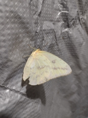 Phoebis agarithe agarithe