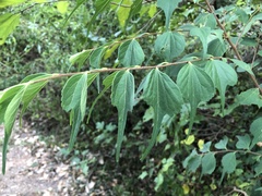 Celtis biondii
