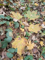 Acer platanoides
