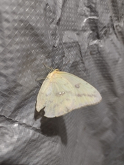 Phoebis agarithe agarithe