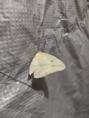 Phoebis agarithe agarithe