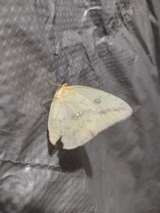 Phoebis agarithe agarithe