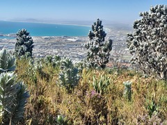 Leucadendron argenteum