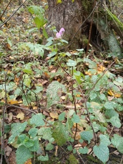 Lamium maculatum