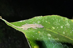 Anolis limifrons