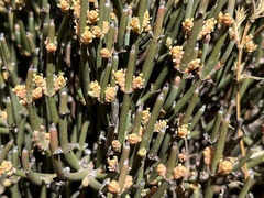 Ephedra chilensis